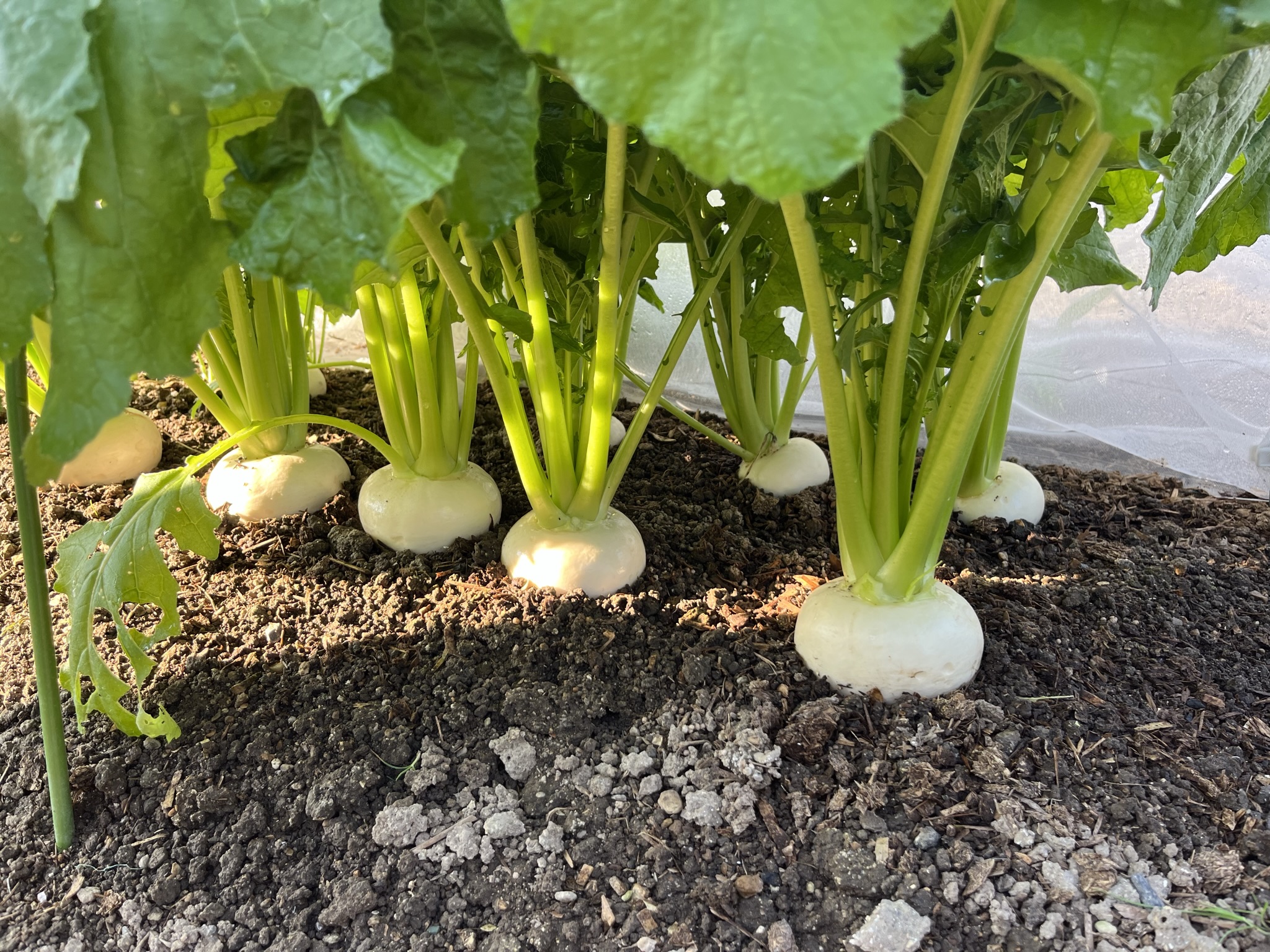 Hakurei turnips